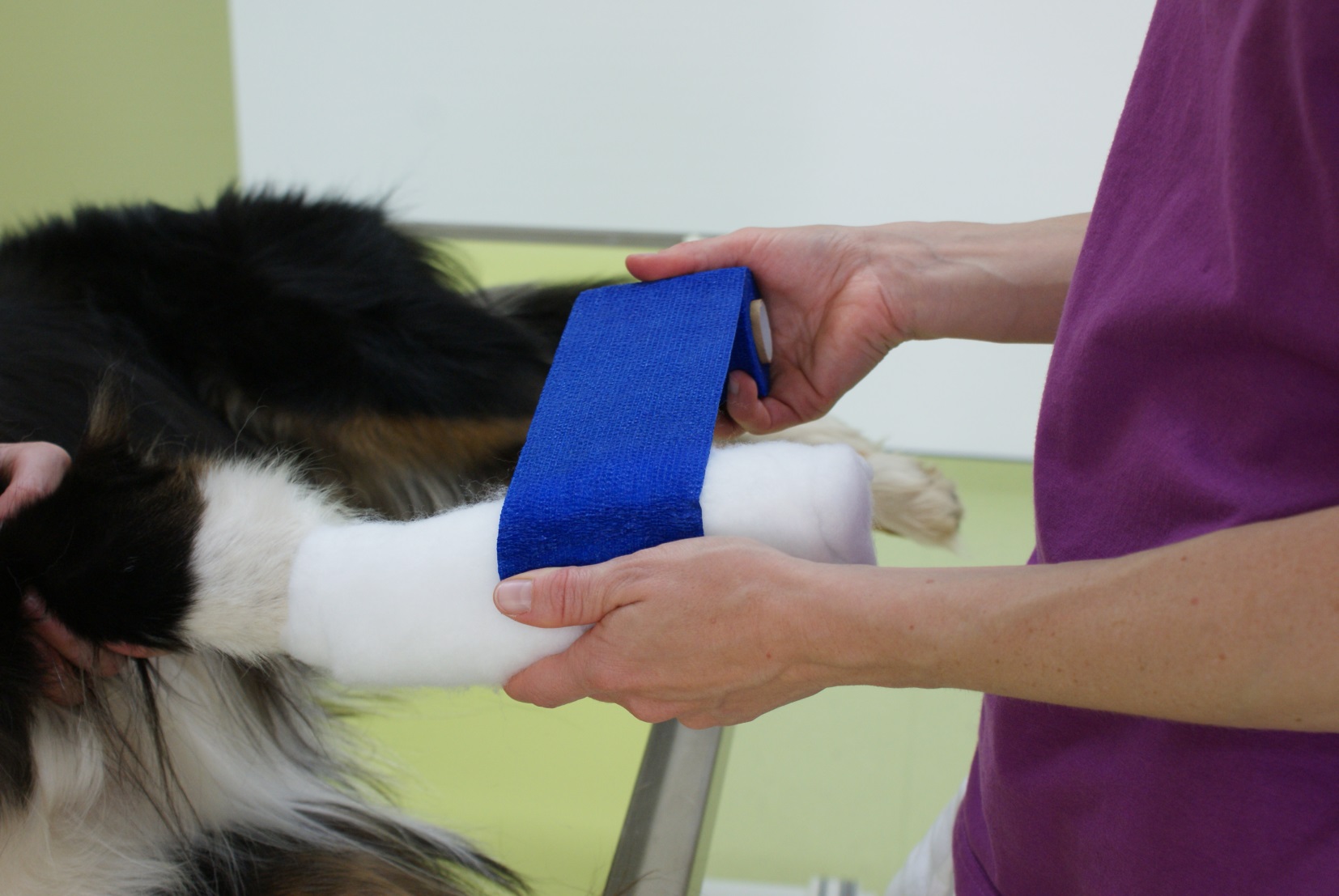 ERSTE HILFE KURSE - Hundeschule Impuls